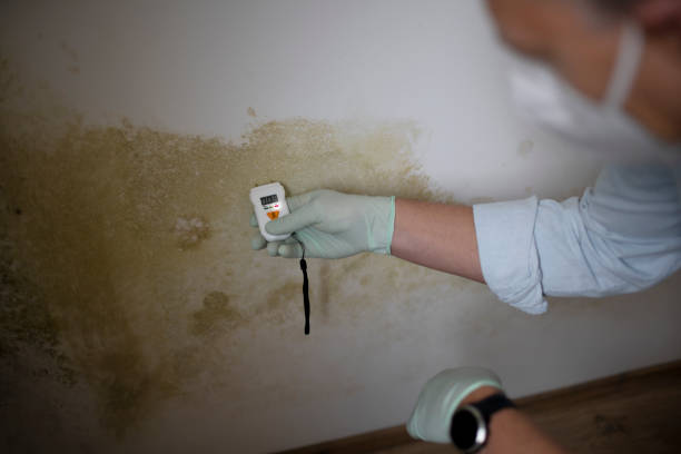Best Professional Mold Removal  in Mount Vernon, MD