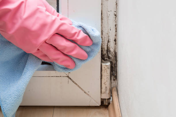 Best Certified Mold Removal  in Mount Vernon, MD